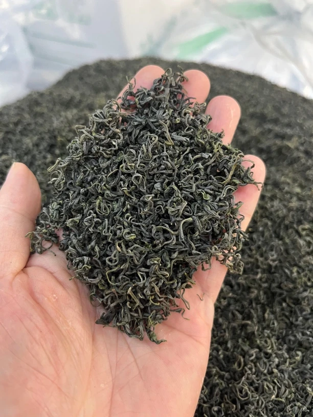 2025年秋茶青茶 绿茶叶 龙3香茶 云雾绿茶（松阳香茶）