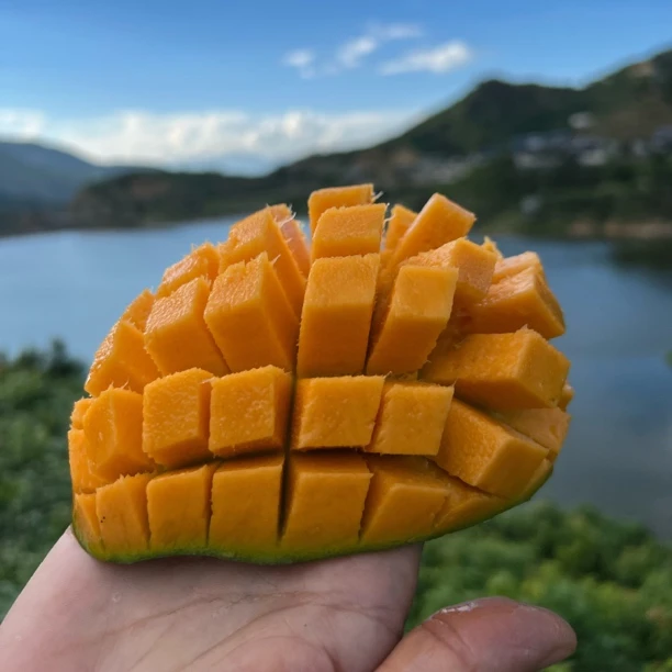 【阿娇听你说专属】攀枝花凯特芒果净重5斤/8斤大脸芒青芒催熟食用