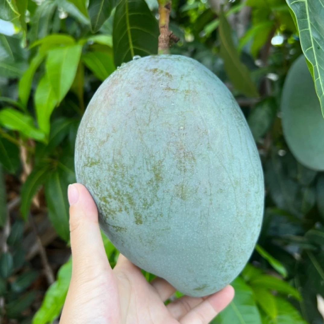 【菡菡专属】攀枝花凯特芒果净重5斤/8斤大脸芒青芒催熟食用