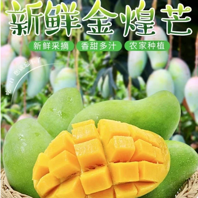 【好好与小寨】广西青皮金煌芒果甜心芒净重5斤/8斤水果催熟食用