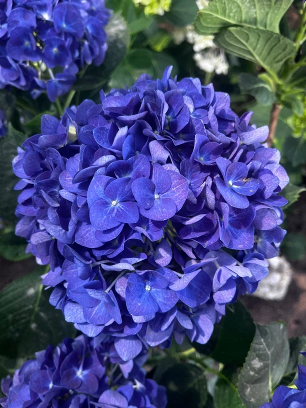 吉普绣球花,阳台庭院地栽盆栽
