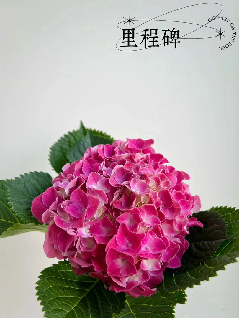 红色里程碑绣球阳台盆栽庭院绣球花夏季养护花期发货