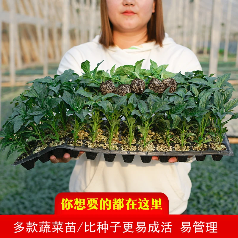 蔬菜苗 各种秧苗春季秋季带土盆栽苗子品种多易栽培苗子