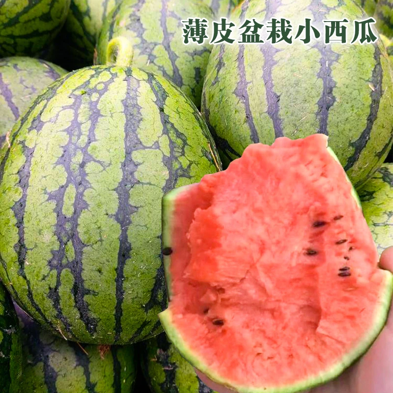 薄皮盆栽小西瓜种子红玉西瓜籽