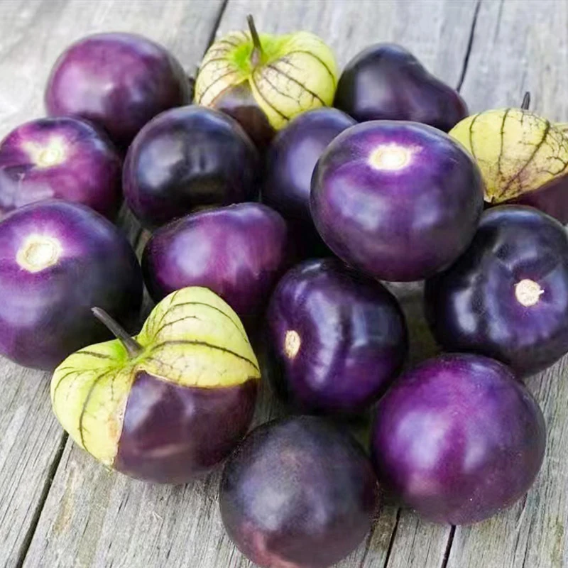 紫菇娘果种子东北姑娘果灯笼果种籽春季秋季阳台盆栽菜园水果种孑