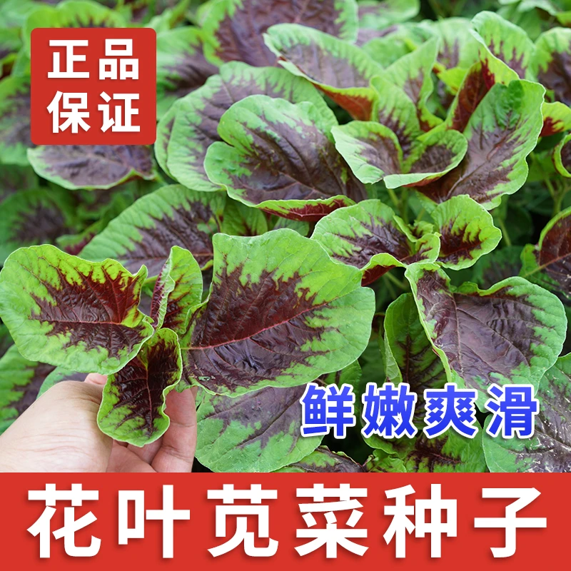 【店长推荐】圆花叶红苋菜种子 红苋菜种籽 菜园种植