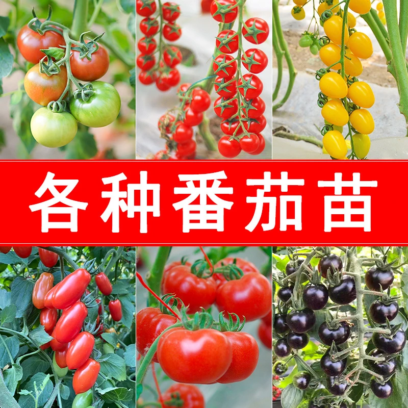【对版番茄苗】毛粉苗瀑布苗矮生番茄苗黑番茄苗春季6棵12棵24棵