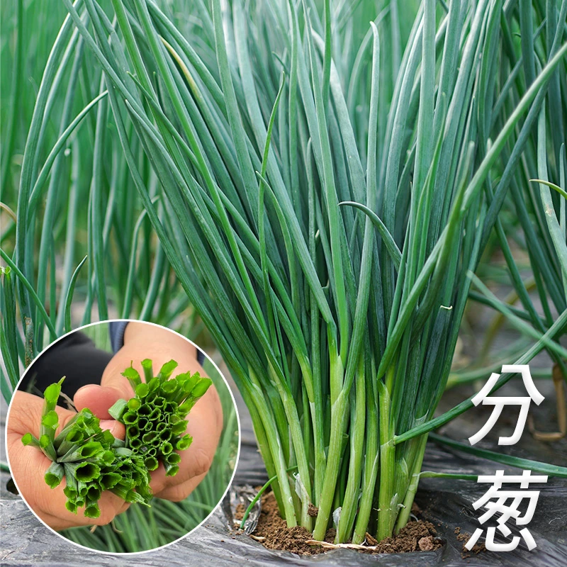 分葱种子四季香葱种籽阳台盆栽农家蔬菜孑