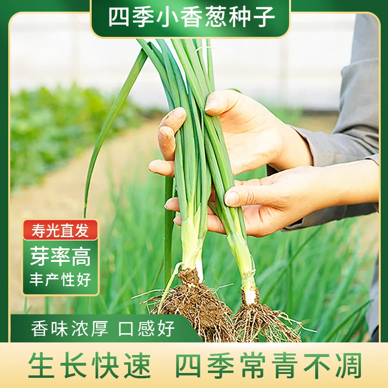 四季小香葱种子籽葱头阳台盆栽葱种植分葱阳台庭院室内盆栽蔬菜籽