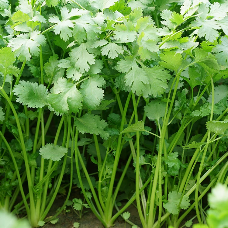 【店长推荐】香菜种子四季阳台盆栽农家蔬菜孑