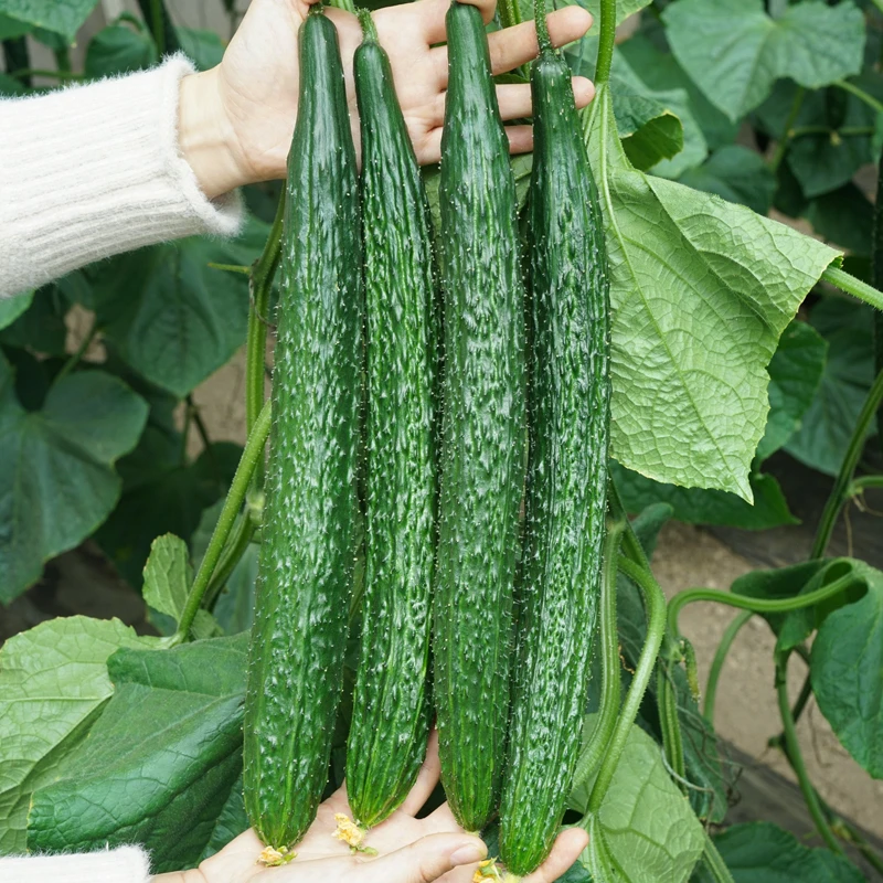 密刺大黄瓜种子种籽阳台盆栽农家蔬菜孑合集