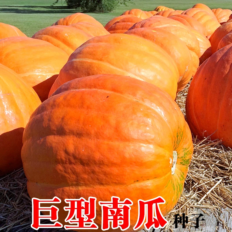 【巨型南瓜】种子春季夏季特大高产抗病观赏食用南瓜易种蔬菜种子