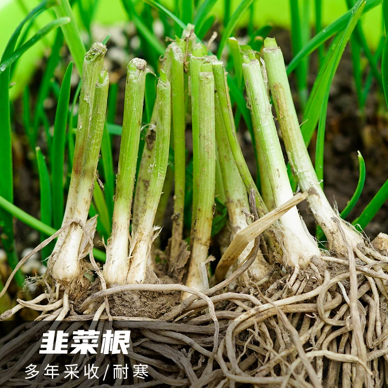 韭菜根苗现挖宽叶韭菜种籽子四季农家阳台盆栽