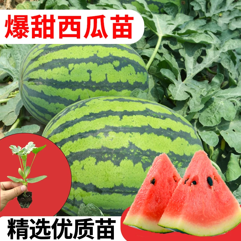 西瓜苗麒麟瓜秧苗8424种苗盆栽阳台种植懒汉西瓜苗