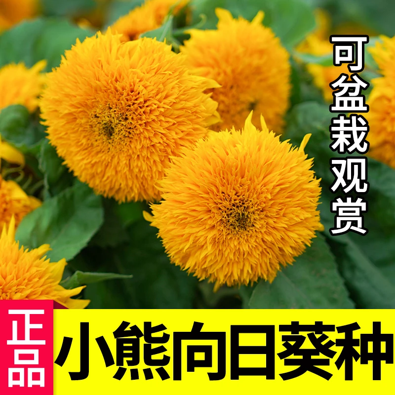 【店长推荐】复瓣小熊向日葵种子春季观赏花卉种孑四季播种开花盆栽