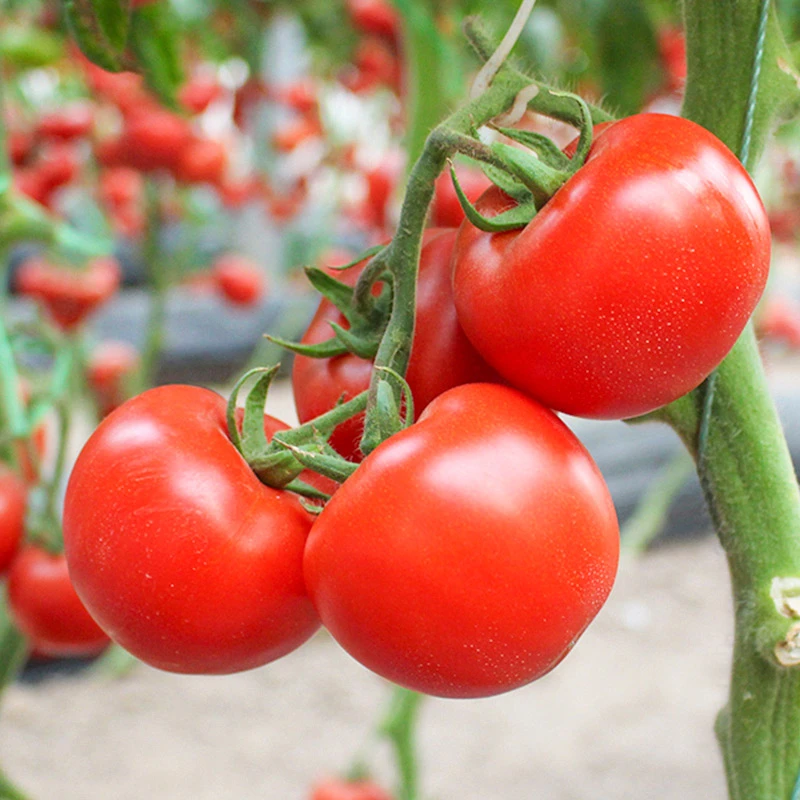 玛丽番茄种子四季阳台盆栽农家蔬菜孑