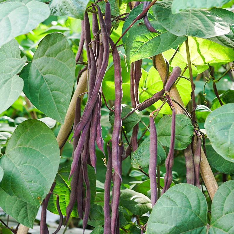 紫光架豆种子豆角种籽四季豆芸豆四季春秋季中熟农家蔬菜孑