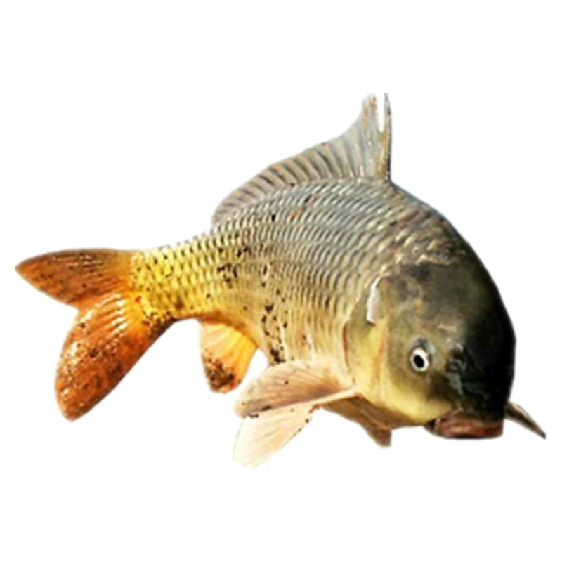 南漪湖淡水鲤鱼鲜活现杀损耗约%20新鲜到家大小都可远