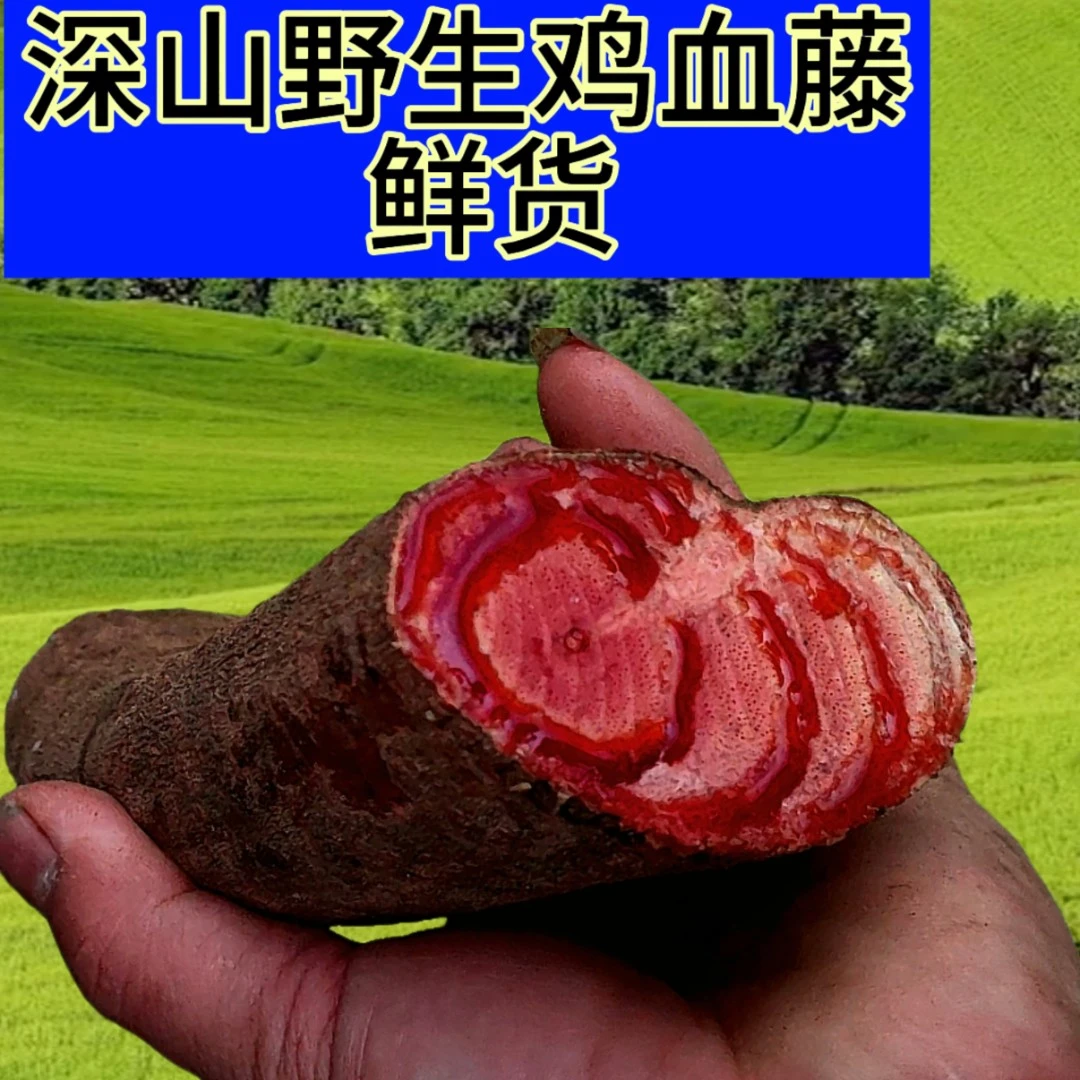 【真山货鸡血藤】现采鲜切广东深山野生鸡血藤新鲜泡茶煲汤