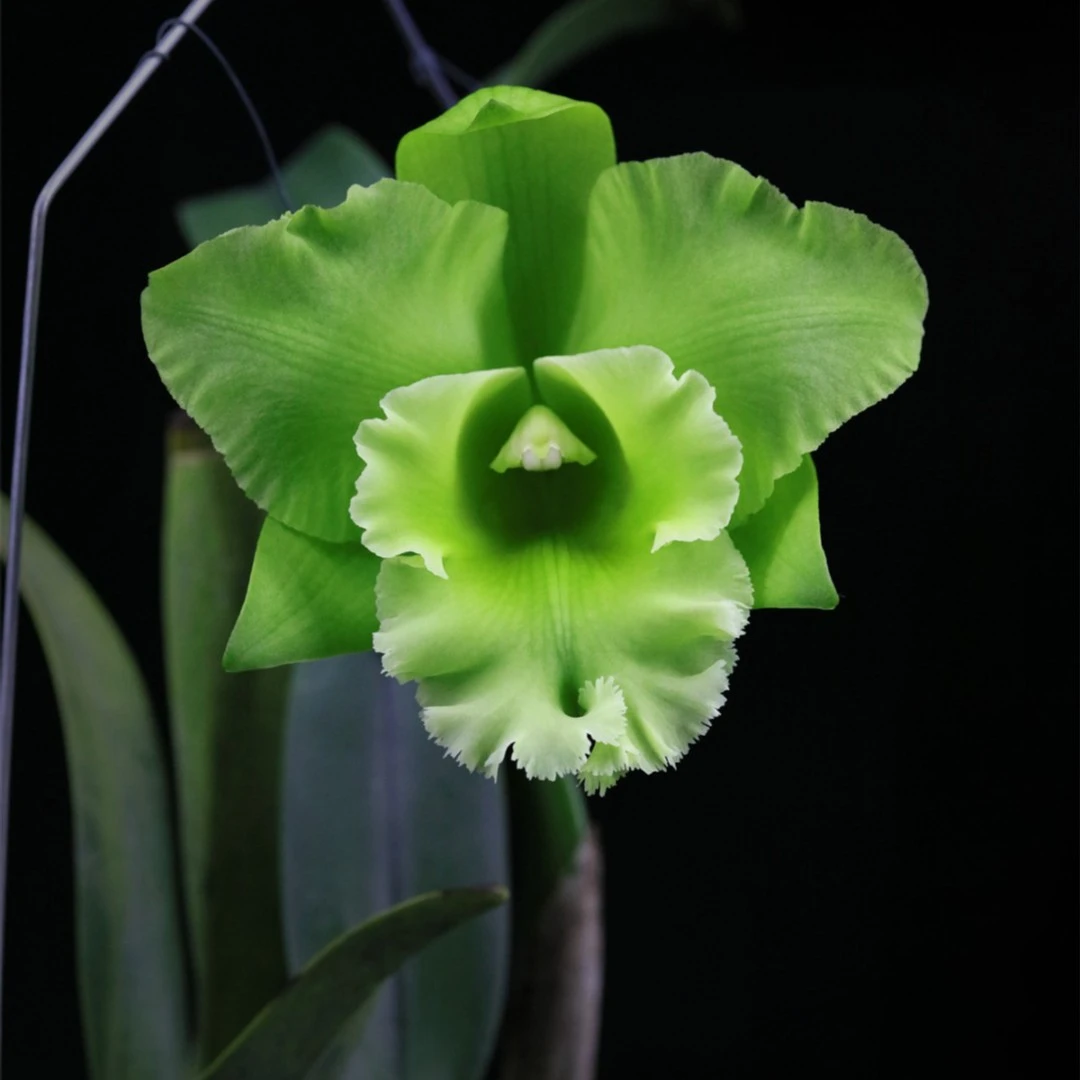 缤纷雅韵堂 Rlc. Chief Green Paradise 大绿卡特兰花阳台洋兰香