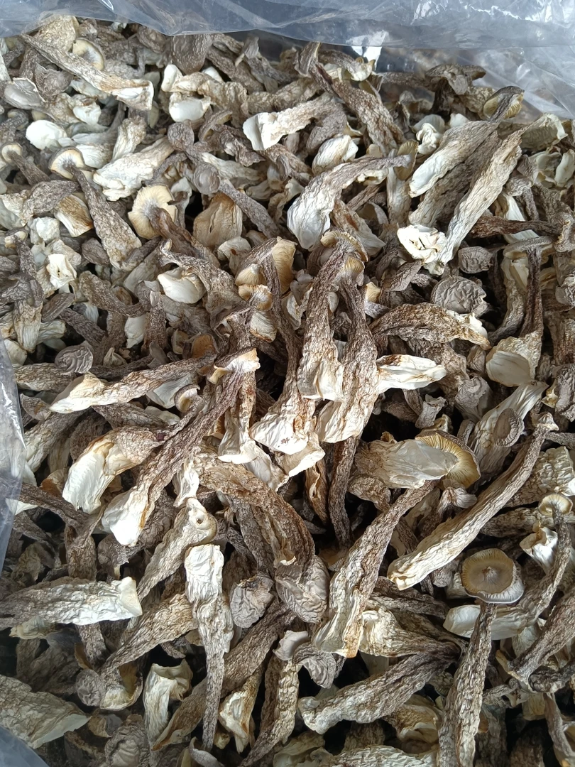 新鲜出炉鹿茸菇250g/500g包邮