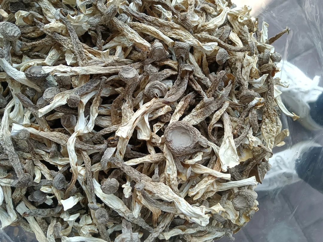 鹿茸菇干新鲜晒干500g