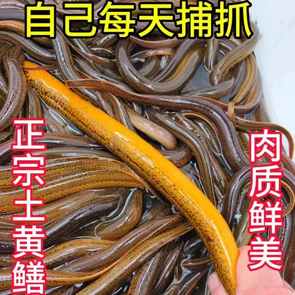 黄鳝生态鳝鱼稻田黄鳝土黄鳝活鳝鱼
