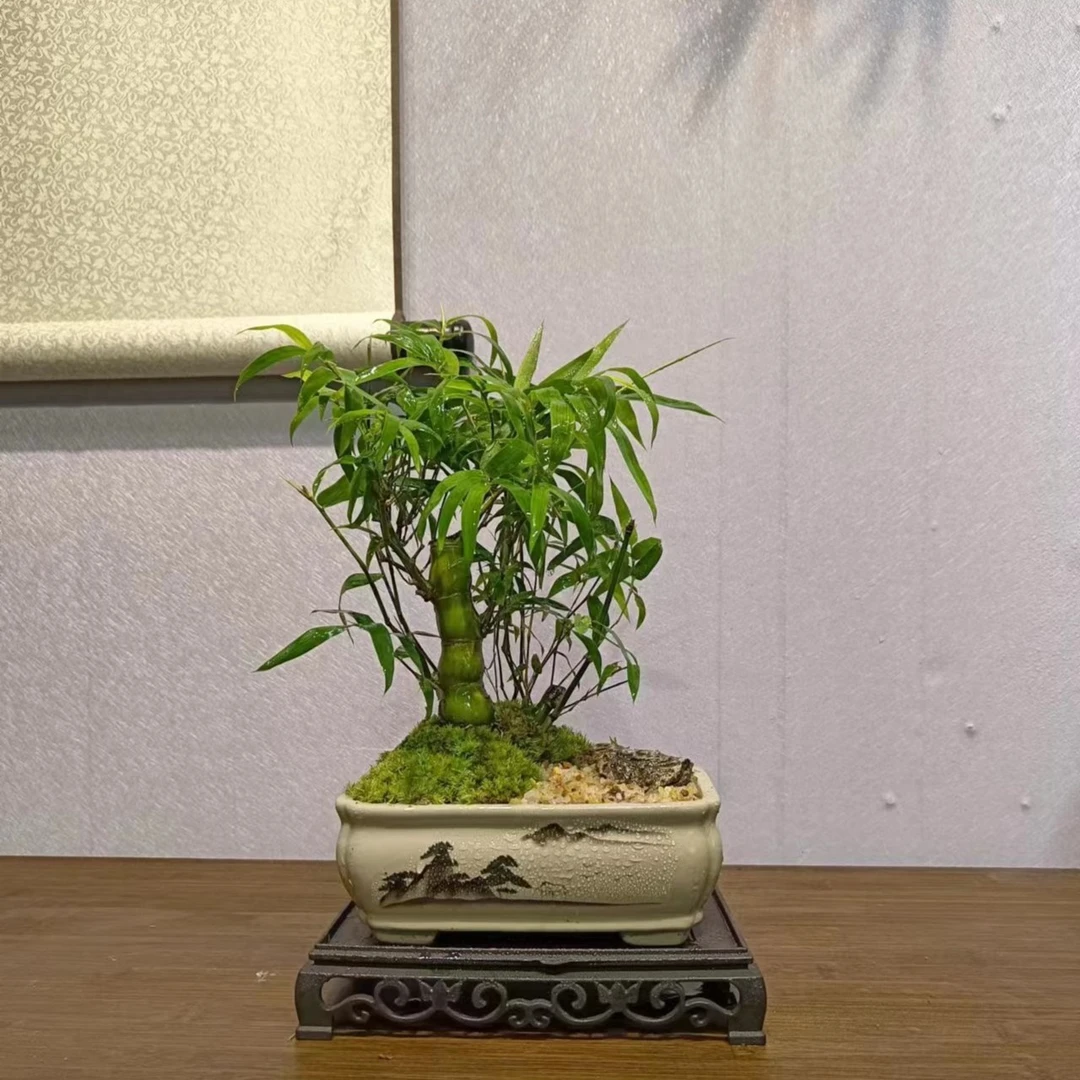 矮霸佛肚竹罗汉竹大肚竹子盆栽 原盆带盆好养桌面绿植