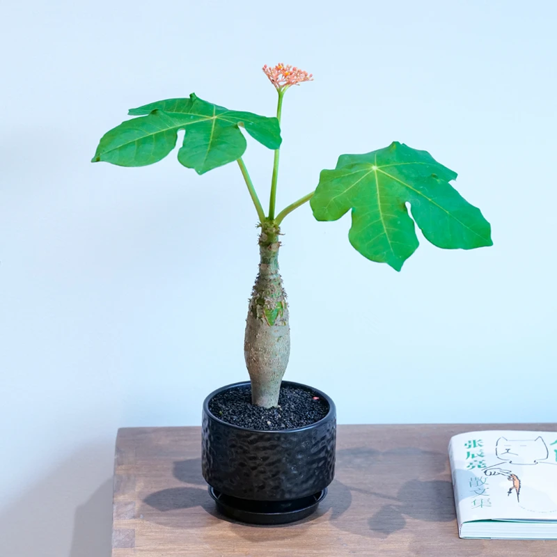 【佛肚海棠】小众ins风耐养护耐旱光照开花结果观茎观花观叶植物