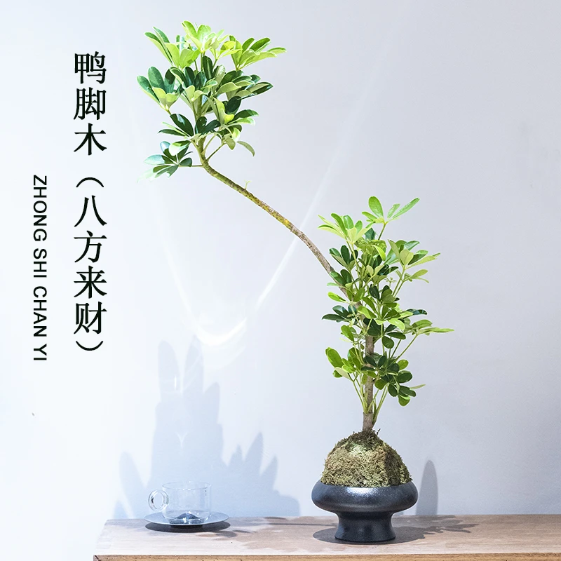 【飘枝造型鸭脚木】八方来财盆栽四季常青居家办公新房绿植客厅盆景