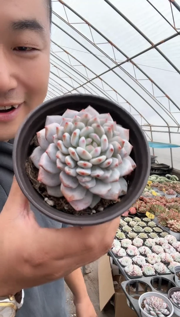 【闪购商品】星星橙