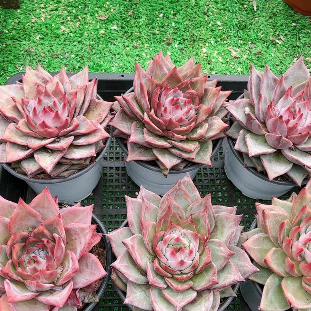 【闪购商品】红龙多肉