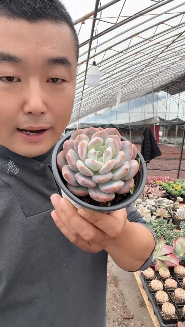 【闪购商品】中号橙梦露