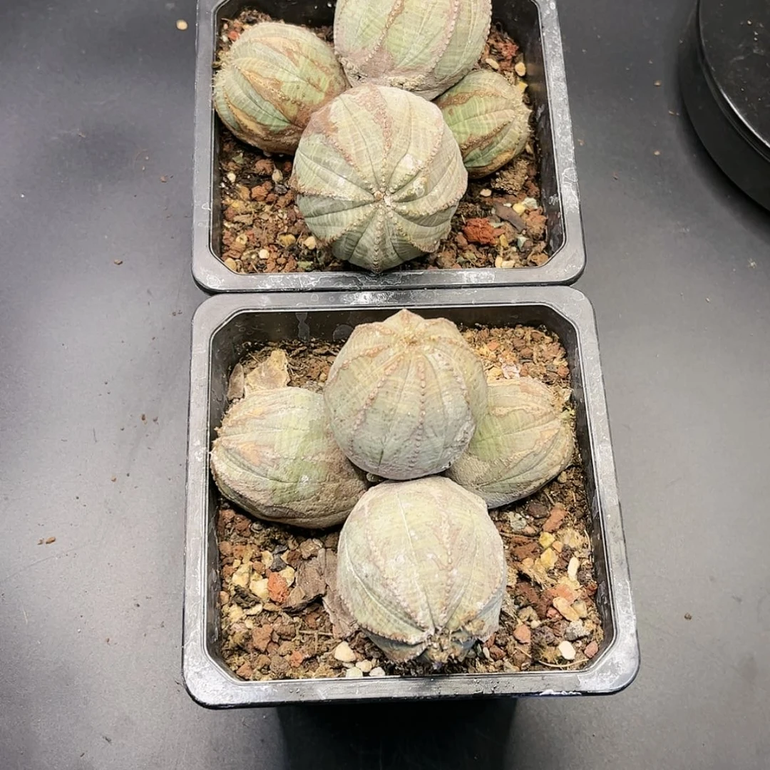 【闪购商品】布纹求多肉