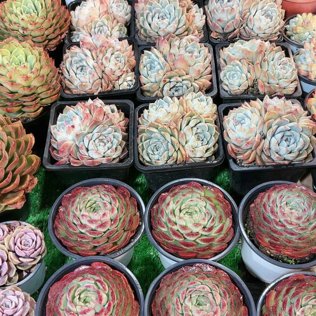 【闪购商品】玲*五个月飞