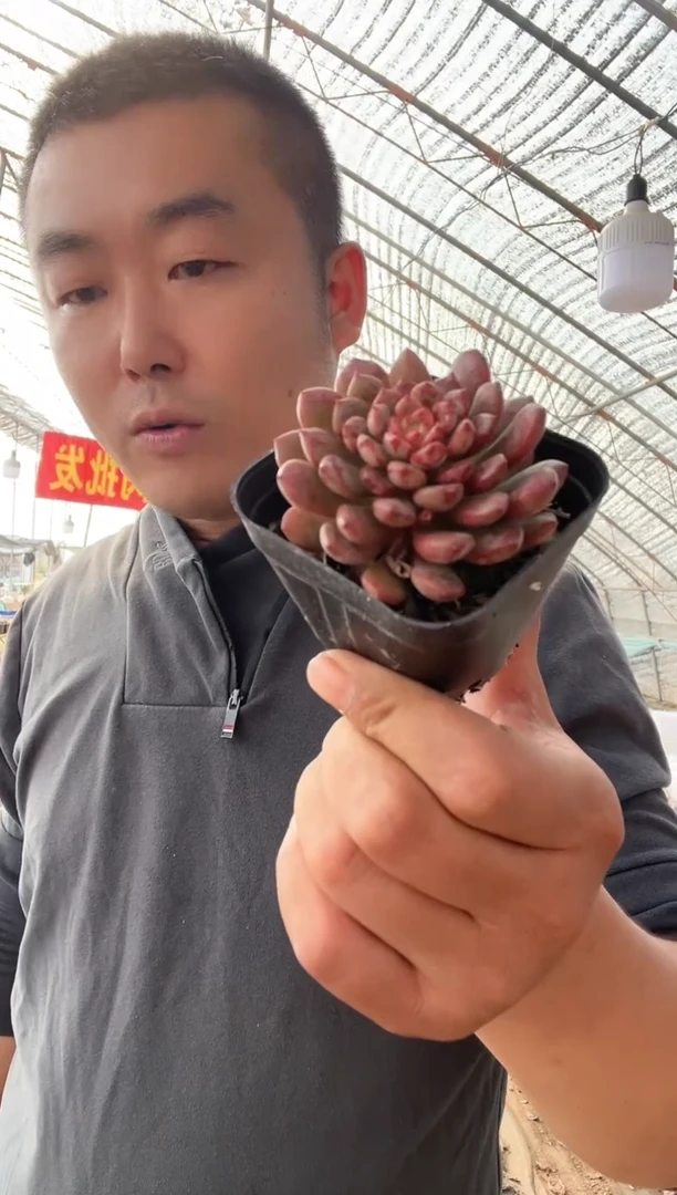 【闪购商品】红宝石