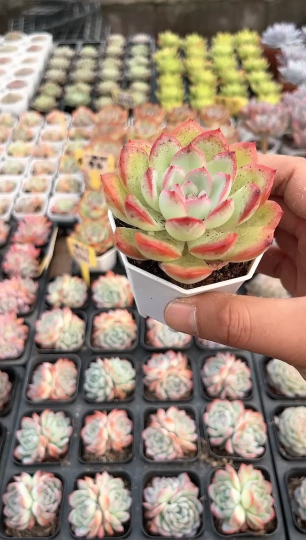 【闪购商品】精品雪夜