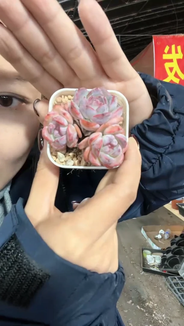 【闪购商品】黑橙子整群