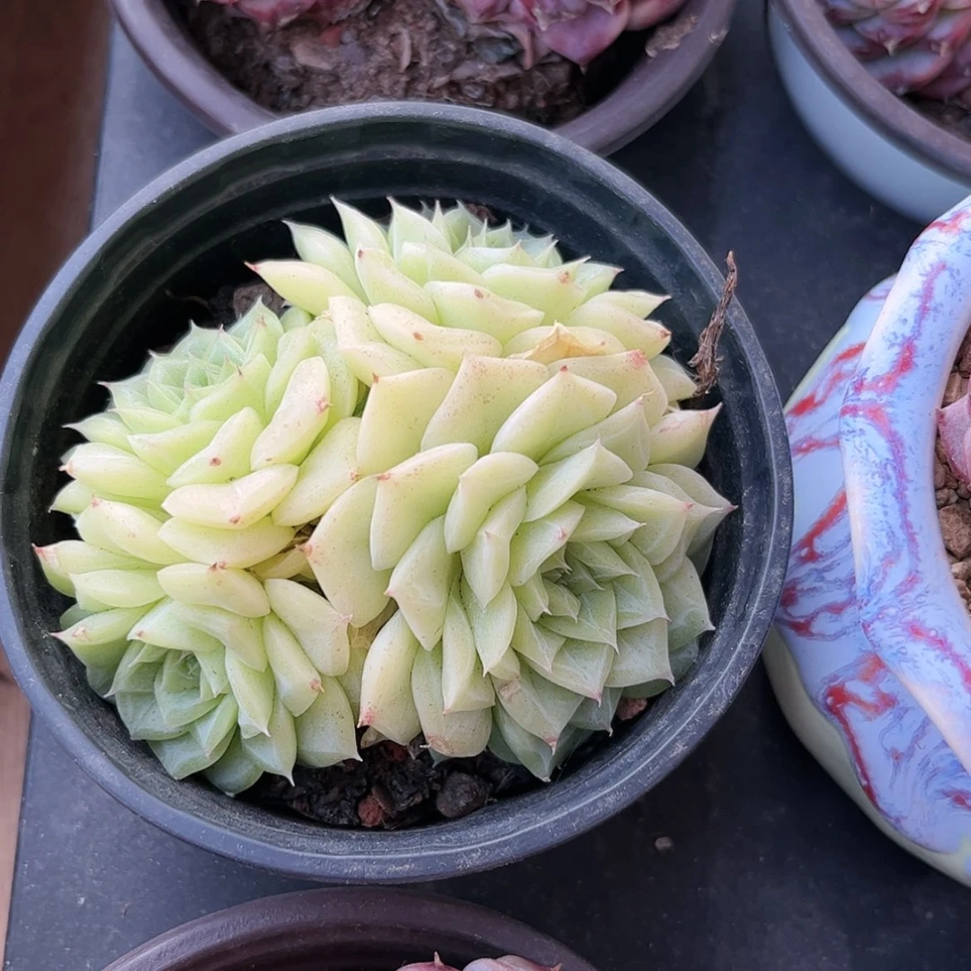 【闪购商品】是***~白天鹅