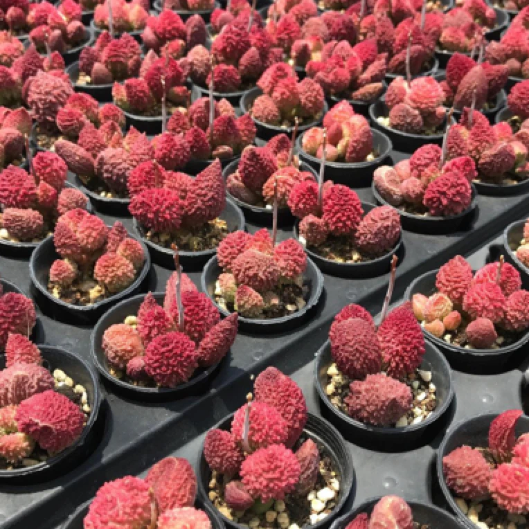 【直播专链】朱紫玉高端多肉水泡多种规格叶片叶插桩子