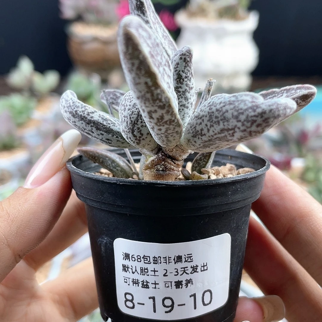 黑肌愣叶。
