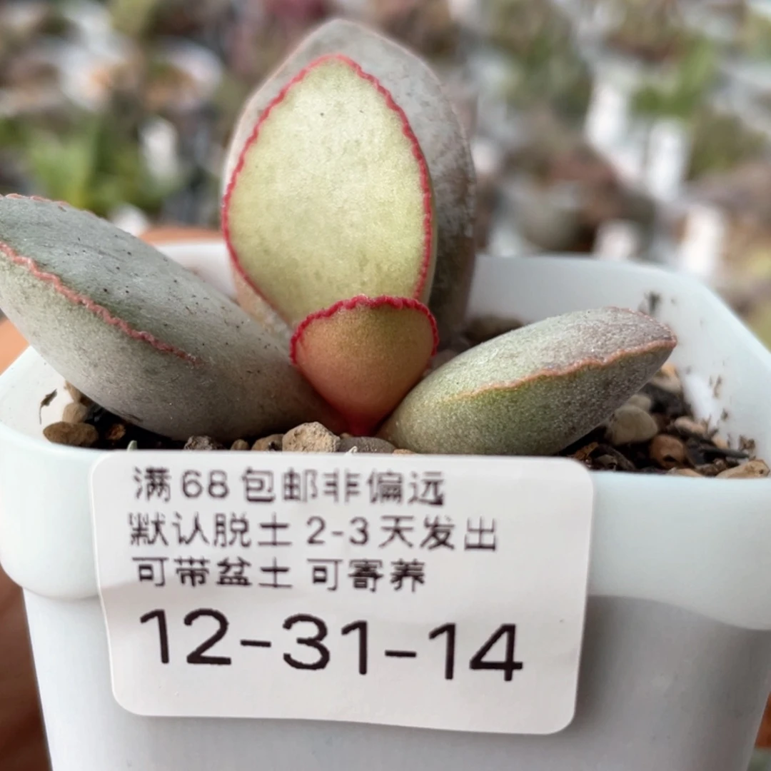 【闪购商品】眼*媚    洛神