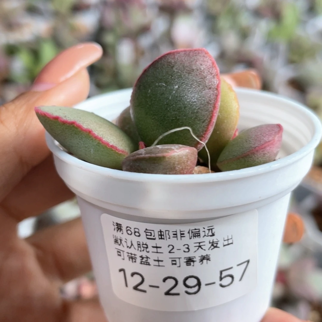 【闪购商品】     金牛