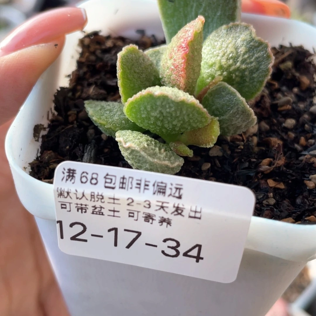 【闪购商品】七**? 爱丽丝