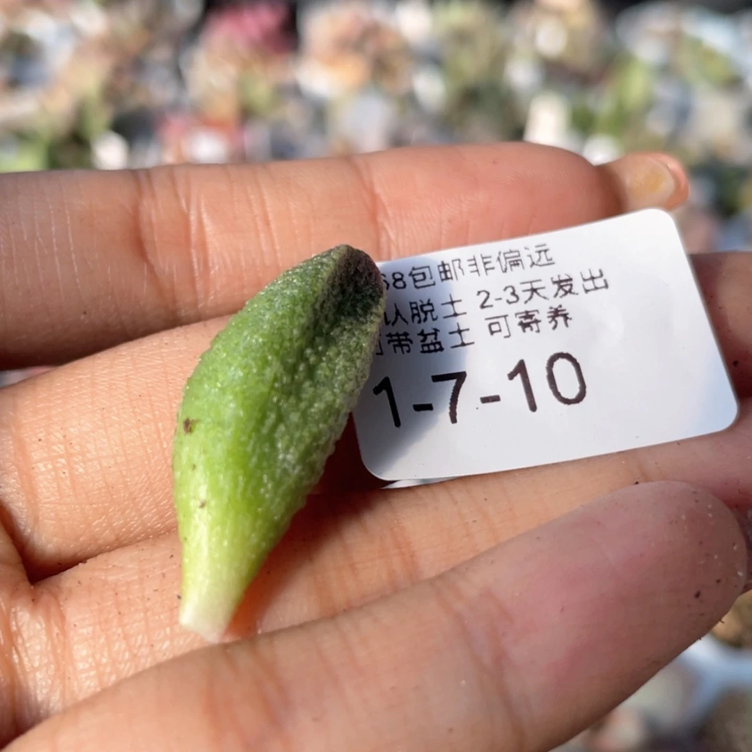 【闪购商品】然*?           新品