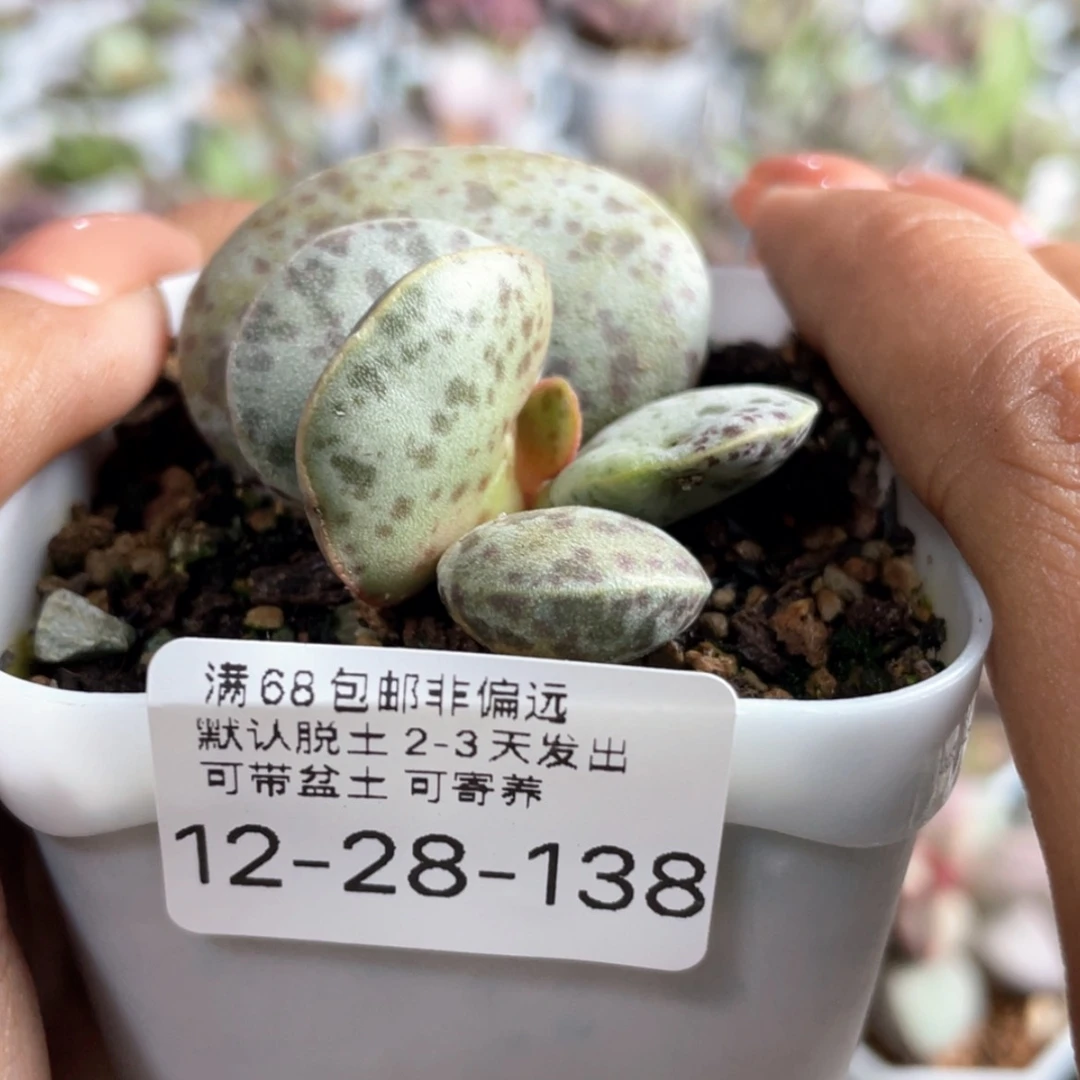 【闪购商品】小    花旦