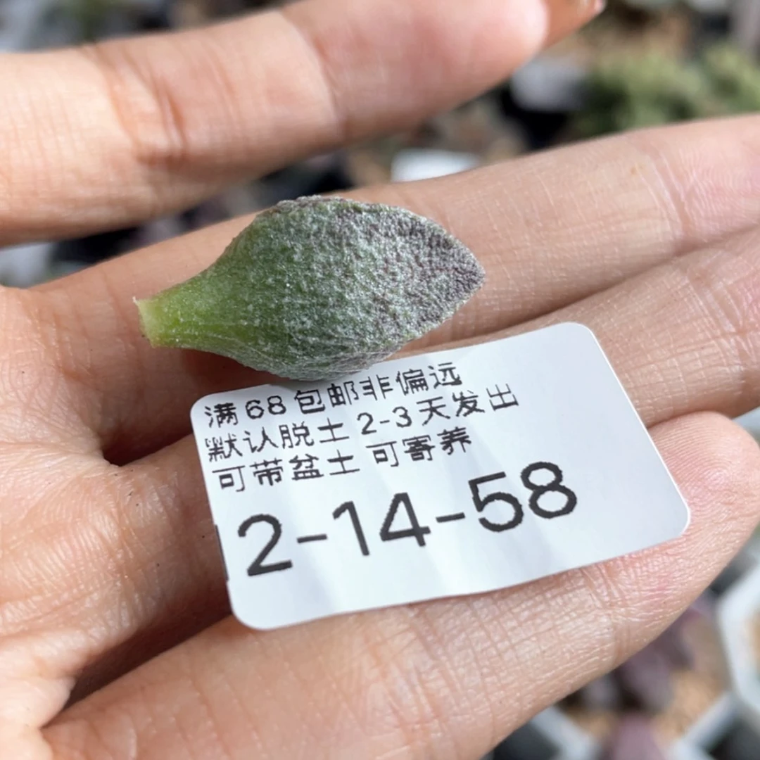【闪购商品】梅*       赠品
