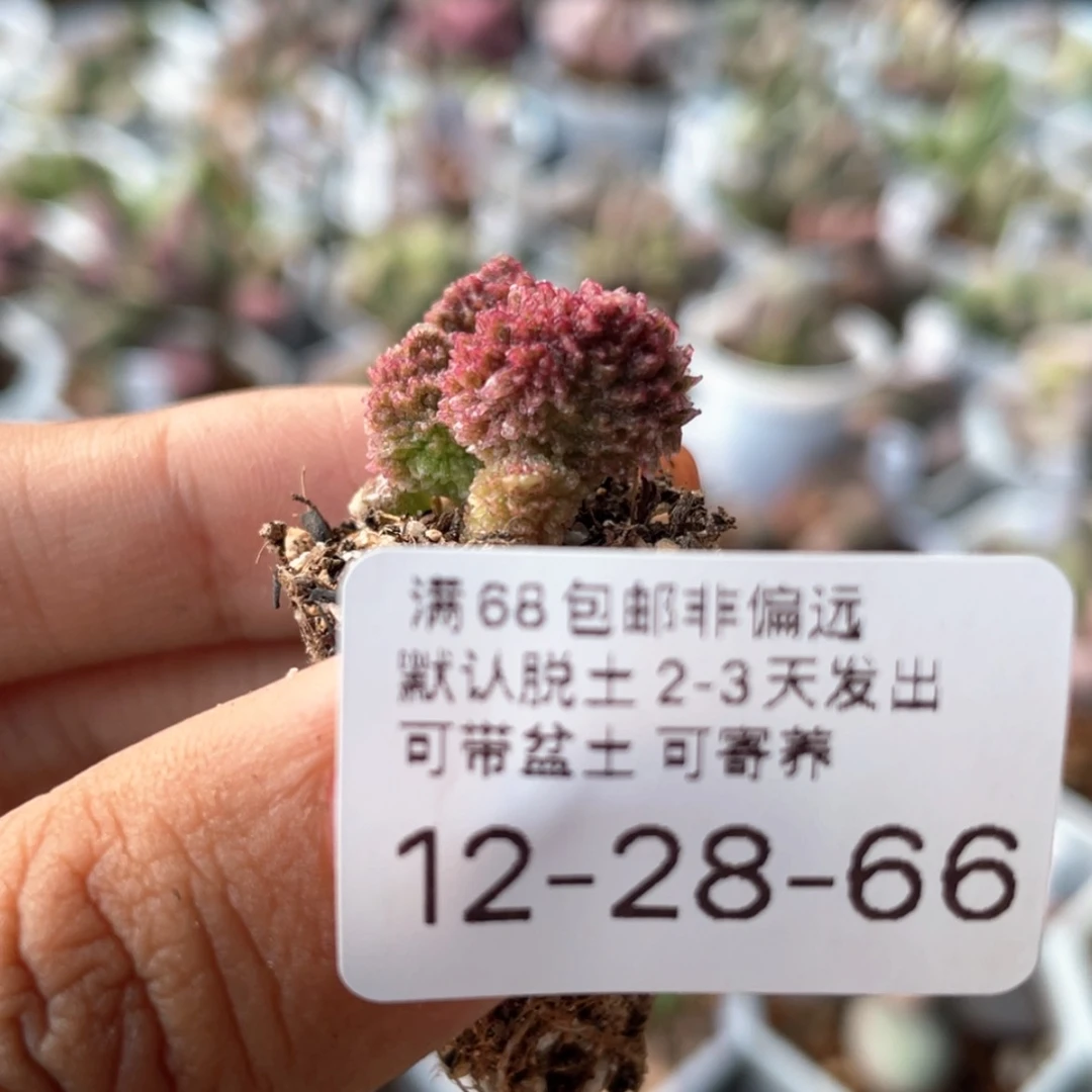 【闪购商品】