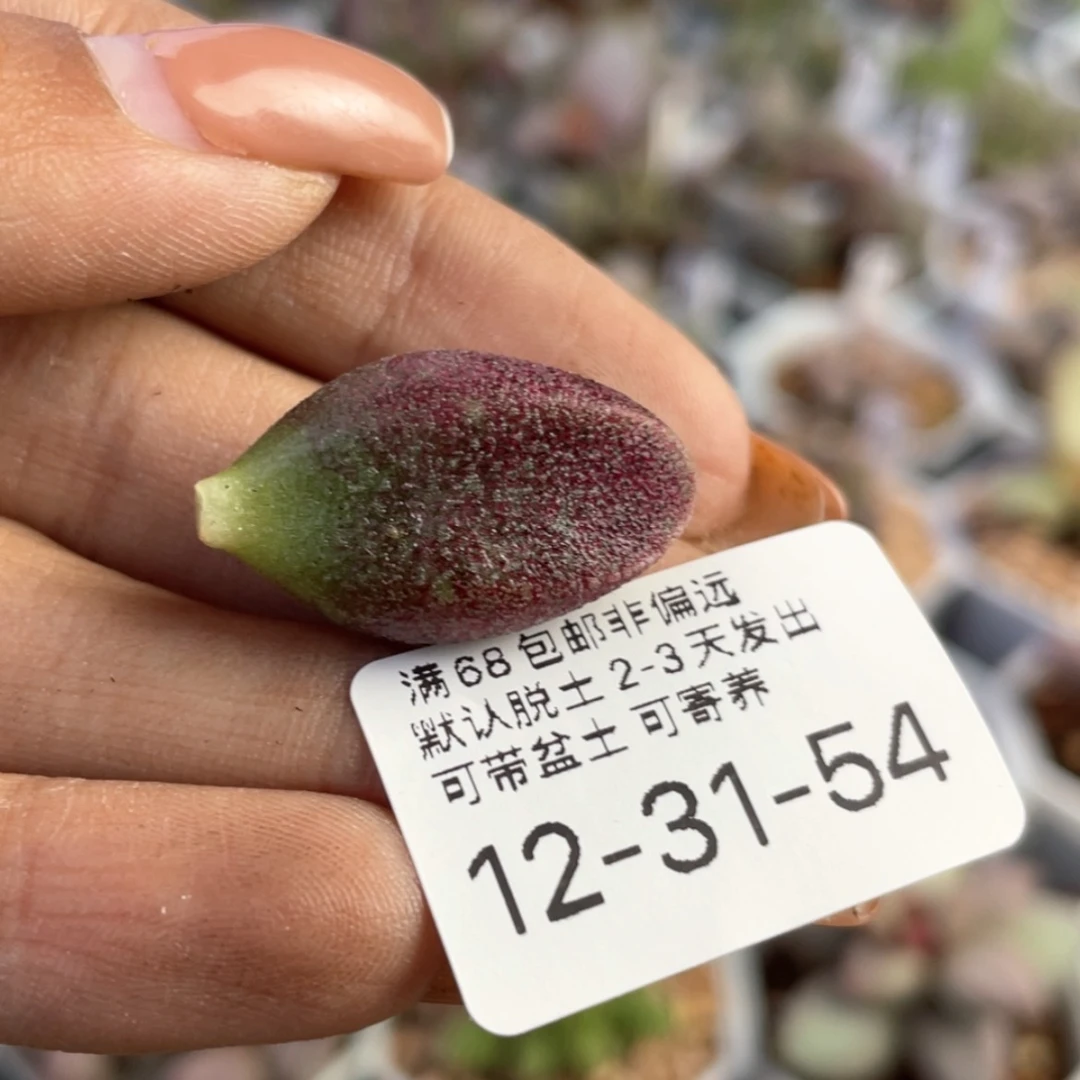 【闪购商品】           赠品