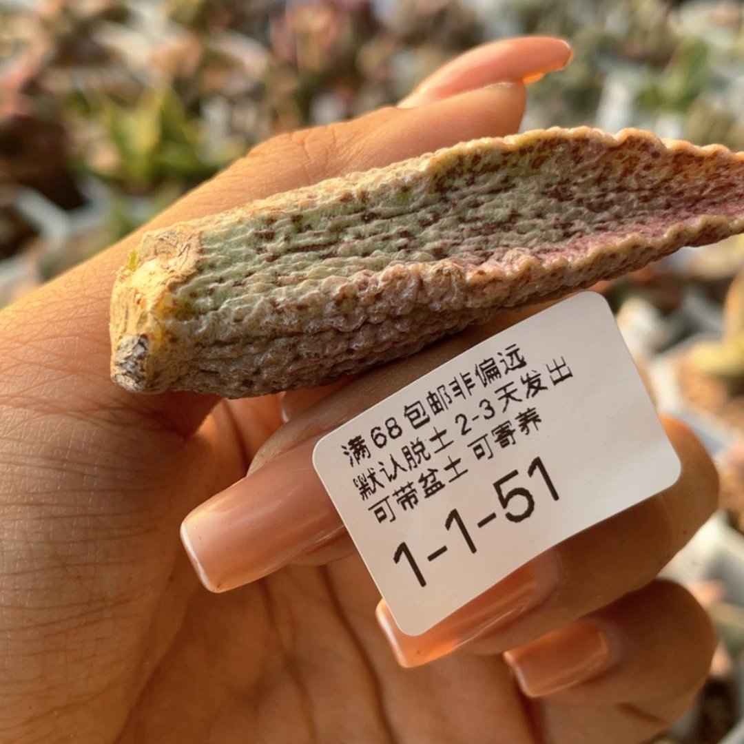 【闪购商品】自***刻 赠品